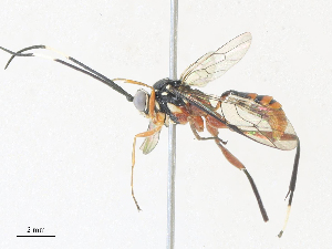  ( - CBG-A36737-C11)  @11 [ ] CreativeCommons - Attribution Share - Alike (2024) CBG Photography Group Centre for Biodiversity Genomics