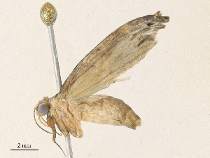  ( - CBG-A36737-H05)  @11 [ ] CreativeCommons - Attribution Share - Alike (2024) CBG Photography Group Centre for Biodiversity Genomics