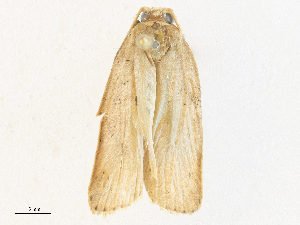  ( - CBG-A36738-B01)  @11 [ ] CreativeCommons - Attribution Share - Alike (2024) CBG Photography Group Centre for Biodiversity Genomics