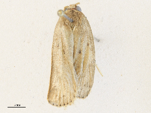  ( - CBG-A36738-B03)  @11 [ ] CreativeCommons - Attribution Share - Alike (2024) CBG Photography Group Centre for Biodiversity Genomics