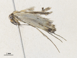  ( - CBG-A36738-D04)  @11 [ ] CreativeCommons - Attribution Share - Alike (2024) CBG Photography Group Centre for Biodiversity Genomics