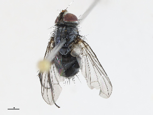  (Anisia Janzen3793 - CBG-A07039-D02)  @11 [ ] CreativeCommons - Attribution Share - Alike (2023) CBG Photography Group Centre for Biodiversity Genomics