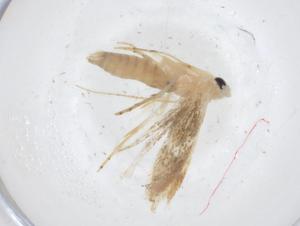  (gelJanzen01 Janzen7119 - CBG-A11410-E06)  @11 [ ] CreativeCommons - Attribution Share - Alike (2023) Centre for Biodiversity Genomics Centre for Biodiversity Genomics