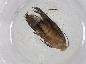  ( - CBG-A11418-D02)  @11 [ ] CreativeCommons - Attribution Share - Alike (2023) Centre for Biodiversity Genomics Centre for Biodiversity Genomics