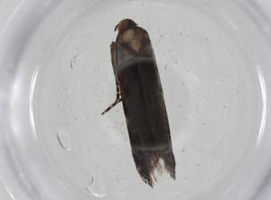  ( - CBG-A11712-C06)  @11 [ ] CreativeCommons - Attribution Share - Alike (2023) Centre for Biodiversity Genomics Centre for Biodiversity Genomics