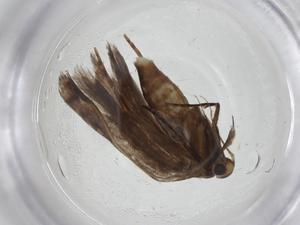  (gelMalaise01 malaise9727 - CBG-A11712-H11)  @11 [ ] CreativeCommons - Attribution Share - Alike (2023) Centre for Biodiversity Genomics Centre for Biodiversity Genomics