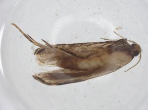  ( - CBG-A11713-D02)  @11 [ ] CreativeCommons - Attribution Share - Alike (2023) Centre for Biodiversity Genomics Centre for Biodiversity Genomics