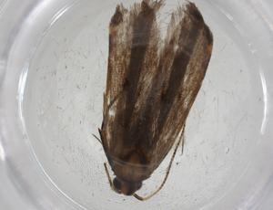  ( - CBG-A11715-D12)  @11 [ ] CreativeCommons - Attribution Share - Alike (2023) Centre for Biodiversity Genomics Centre for Biodiversity Genomics