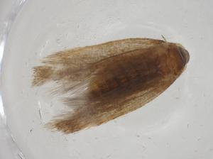  ( - CBG-A11715-G08)  @11 [ ] CreativeCommons - Attribution Share - Alike (2023) Centre for Biodiversity Genomics Centre for Biodiversity Genomics