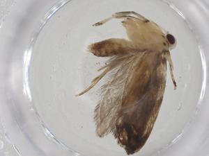  (gelMalaise01 Malaise5814 - CBG-A11715-G09)  @11 [ ] CreativeCommons - Attribution Share - Alike (2023) Centre for Biodiversity Genomics Centre for Biodiversity Genomics