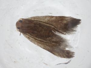  ( - CBG-A11717-A09)  @11 [ ] CreativeCommons - Attribution Share - Alike (2023) Centre for Biodiversity Genomics Centre for Biodiversity Genomics