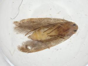  ( - CBG-A11723-B08)  @11 [ ] CreativeCommons - Attribution Share - Alike (2023) Centre for Biodiversity Genomics Centre for Biodiversity Genomics