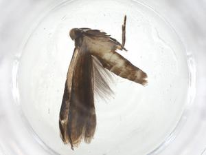  ( - CBG-A11734-C01)  @11 [ ] CreativeCommons - Attribution Share - Alike (2023) Centre for Biodiversity Genomics Centre for Biodiversity Genomics