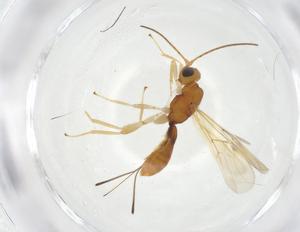  ( - CBG-A11734-G10)  @11 [ ] CreativeCommons - Attribution Share - Alike (2023) Centre for Biodiversity Genomics Centre for Biodiversity Genomics