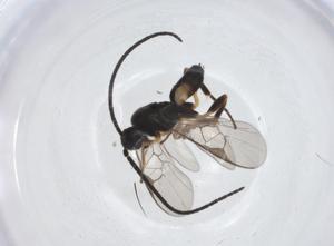  (Dolichogenidea teremariae - CBG-A11736-F08)  @11 [ ] CreativeCommons - Attribution Share - Alike (2023) Centre for Biodiversity Genomics Centre for Biodiversity Genomics