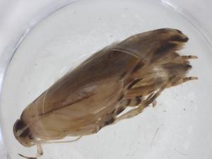  (gelMalaise01 Malaise8150 - CBG-A11747-A11)  @11 [ ] CreativeCommons - Attribution Share - Alike (2023) Centre for Biodiversity Genomics Centre for Biodiversity Genomics