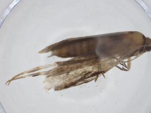  ( - CBG-A11747-C09)  @11 [ ] CreativeCommons - Attribution Share - Alike (2023) Centre for Biodiversity Genomics Centre for Biodiversity Genomics