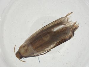  ( - CBG-A11792-B10)  @11 [ ] CreativeCommons - Attribution Share - Alike (2023) Centre for Biodiversity Genomics Centre for Biodiversity Genomics