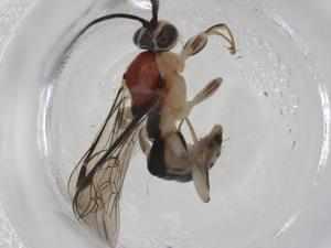  (Exochus Malaise0911 - CBG-A11976-B03)  @11 [ ] CreativeCommons - Attribution Share - Alike (2023) Centre for Biodiversity Genomics Centre for Biodiversity Genomics