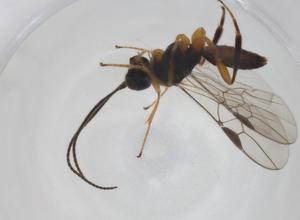  (Allodorus Malaise0626 - CBG-A12875-A11)  @11 [ ] CreativeCommons - Attribution Share - Alike (2023) Centre for Biodiversity Genomics Centre for Biodiversity Genomics