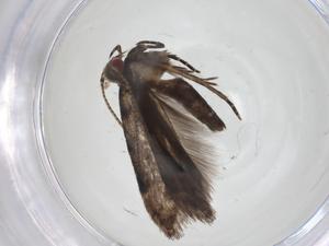  ( - CBG-A12882-H06)  @11 [ ] CreativeCommons - Attribution Share - Alike (2023) Centre for Biodiversity Genomics Centre for Biodiversity Genomics