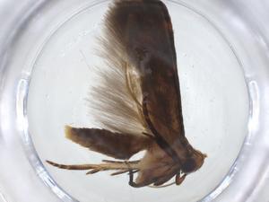  (Hypatopa Malaise2403 - CBG-A12907-E01)  @11 [ ] CreativeCommons - Attribution Share - Alike (2023) Centre for Biodiversity Genomics Centre for Biodiversity Genomics