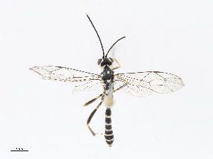  ( - CBG-A13200-A10)  @11 [ ] CreativeCommons - Attribution Share - Alike (2023) CBG Photography Group Centre for Biodiversity Genomics