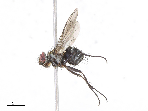  ( - CBG-A13206-H04)  @11 [ ] CreativeCommons - Attribution Share - Alike (2023) CBG Photography Group Centre for Biodiversity Genomics
