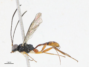  (Grotea Malaise8697 - CBG-A13207-F05)  @11 [ ] CreativeCommons - Attribution Share - Alike (2023) CBG Photography Group Centre for Biodiversity Genomics