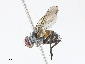  ( - CBG-A13207-G09)  @11 [ ] CreativeCommons - Attribution Share - Alike (2023) CBG Photography Group Centre for Biodiversity Genomics