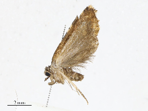  ( - CBG-A13208-A07)  @11 [ ] CreativeCommons - Attribution Share - Alike (2023) CBG Photography Group Centre for Biodiversity Genomics