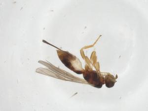  ( - CBG-A11995-F07)  @11 [ ] CreativeCommons - Attribution Share - Alike (2023) Centre for Biodiversity Genomics Centre for Biodiversity Genomics