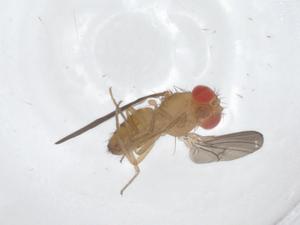  (Drosophila nebulosa - CBG-A12005-A06)  @11 [ ] CreativeCommons - Attribution Share - Alike (2023) Centre for Biodiversity Genomics Centre for Biodiversity Genomics