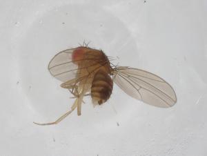  (Drosophila paulistorum - CBG-A12008-D11)  @11 [ ] CreativeCommons - Attribution Share - Alike (2023) Centre for Biodiversity Genomics Centre for Biodiversity Genomics