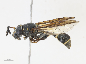  ( - CBG-A13297-F09)  @11 [ ] CreativeCommons - Attribution Share - Alike (2023) CBG Photography Group Centre for Biodiversity Genomics