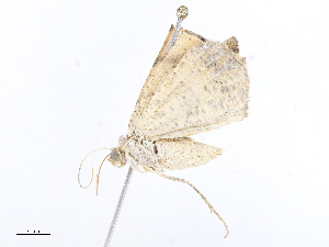  ( - CBG-A13297-H01)  @11 [ ] CreativeCommons - Attribution Share - Alike (2023) CBG Photography Group Centre for Biodiversity Genomics