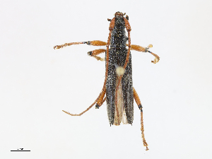  ( - CBG-A13299-G07)  @11 [ ] CreativeCommons - Attribution Share - Alike (2023) CBG Photography Group Centre for Biodiversity Genomics