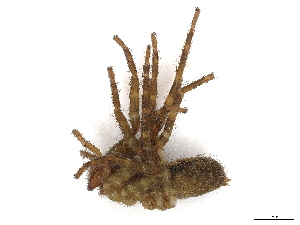  ( - CBG-A13300-H04)  @11 [ ] CreativeCommons - Attribution Share - Alike (2023) CBG Photography Group Centre for Biodiversity Genomics
