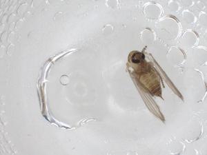  ( - CBG-A13417-G08)  @11 [ ] CreativeCommons - Attribution Share - Alike (2023) Centre for Biodiversity Genomics Centre for Biodiversity Genomics