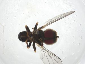  ( - CBG-A13429-D01)  @11 [ ] CreativeCommons - Attribution Share - Alike (2023) Centre for Biodiversity Genomics Centre for Biodiversity Genomics