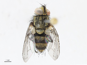  (Hyphantrophaga hazelcambroneroae - CBG-A10807-D09)  @11 [ ] CreativeCommons - Attribution Share - Alike (2023) CBG Photography Group Centre for Biodiversity Genomics