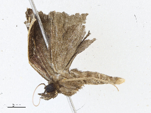  ( - CBG-A10812-B12)  @11 [ ] CreativeCommons - Attribution Share - Alike (2023) CBG Photography Group Centre for Biodiversity Genomics