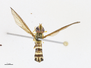  ( - CBG-A10812-G06)  @11 [ ] CreativeCommons - Attribution Share - Alike (2023) CBG Photography Group Centre for Biodiversity Genomics