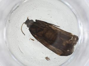  (gelMalaise01 Malaise7133 - CBG-A11882-D07)  @11 [ ] CreativeCommons - Attribution Share - Alike (2023) Centre for Biodiversity Genomics Centre for Biodiversity Genomics