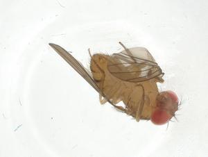  ( - CBG-A11946-A01)  @11 [ ] CreativeCommons - Attribution Share - Alike (2023) Centre for Biodiversity Genomics Centre for Biodiversity Genomics