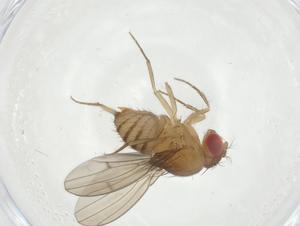 (Drosophila frotapessoai - CBG-A11951-C11)  @11 [ ] CreativeCommons - Attribution Share - Alike (2023) Centre for Biodiversity Genomics Centre for Biodiversity Genomics