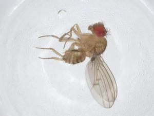  (Drosophila frotapessoai - CBG-A11955-B10)  @11 [ ] CreativeCommons - Attribution Share - Alike (2023) Centre for Biodiversity Genomics Centre for Biodiversity Genomics