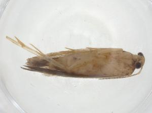  (gelMalaise01 malaise7087 - CBG-A11962-A05)  @11 [ ] CreativeCommons - Attribution Share - Alike (2023) Centre for Biodiversity Genomics Centre for Biodiversity Genomics