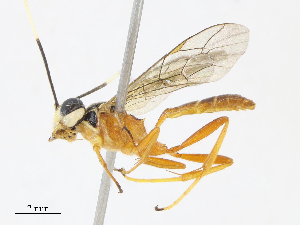  ( - CBG-A13297-D08)  @11 [ ] CreativeCommons - Attribution Share - Alike (2023) CBG Photography Group Centre for Biodiversity Genomics