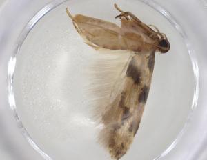  (gelMalaise01 Malaise8705 - CBG-A05356-G03)  @11 [ ] CreativeCommons - Attribution (2023) Centre for Biodiversity Genomics Centre for Biodiversity Genomics